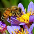 Monterey Bay Pest Control Inc - Bee Control & Removal Service
