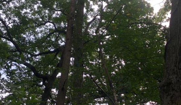 Arnold's Tree Service, Inc. - Beecher, IL