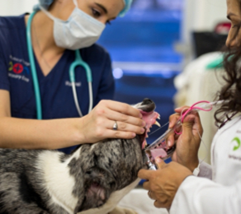 Manchaca Village Veterinary Care - Austin, TX