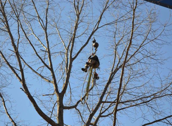 Burke's Tree Service - Rochester, NH