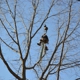 Burke's Tree Service