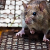 Action Termite & Pest Control gallery