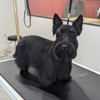 Well Groomed Pets West Bradenton gallery