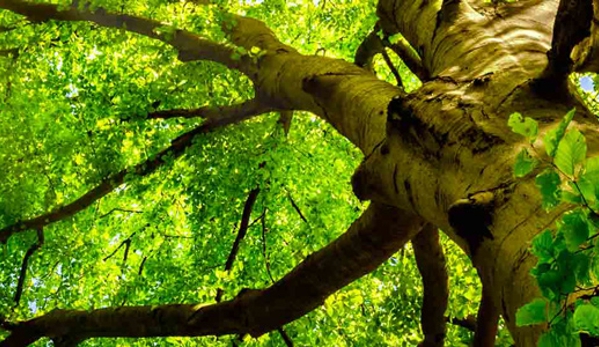 Bill's Tree Service Pty Ltd