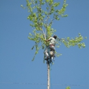 Green Shadow Tree Service - Tree Service