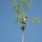 Green Shadow Tree Service