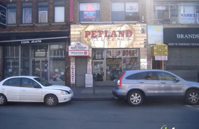 petland discounts bronx