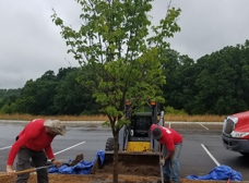 crawford tree and landscape