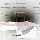 Tree Of Life Massage & Holistic - Massage Therapists