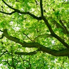 Advanced Arbor Care Tree Service