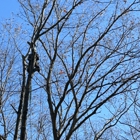 Joe's Tree Service