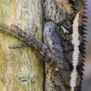 Sully's Remediation & Wildlife Control gallery