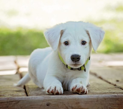 Care for Pets Veterinary Clinic