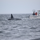 Western Prince Whale Watching - Sightseeing Tours