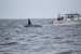 Western Prince Whale Watching - Sightseeing Tours
