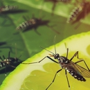 Mosquito Mob - Pest Control Equipment & Supplies