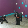 Town & Country Pet Spa gallery