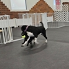 Sport Dogs Complex gallery
