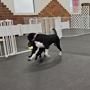 Sport Dogs Complex
