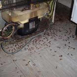 Pest Managenment Services