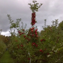 Bowman Orchards - Orchards