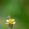 Rod Diehl Pest Control gallery