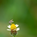 Consistent Pest Services - Pest Control Equipment & Supplies