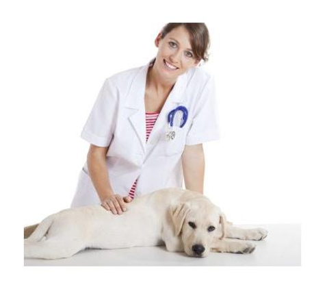 Oxenford Veterinary Surgery - Oxenford, QLD