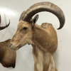 Imperial Taxidermy gallery