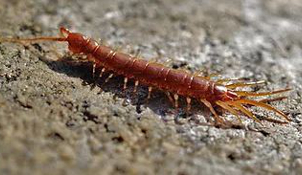 Aardvark Pest Control - Fort Wayne, IN