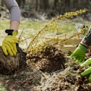 Shamrock Tree Company - Tree Service