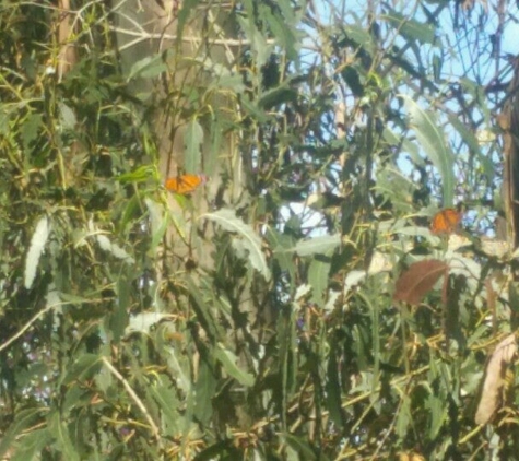 Monarch Grove Sanctuary - Pacific Grove, CA