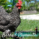 Chickens For Backyards - Livestock Breeders