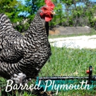 Chickens For Backyards