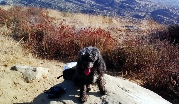 Green Doggie Home Boarding - Granada Hills, CA