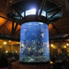 Champion Aquariums gallery