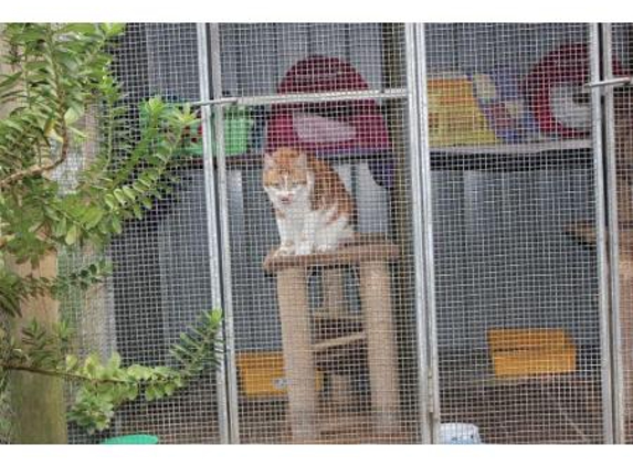 Treetops Boarding Cattery - Moorooduc, VIC