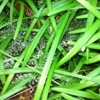 All Outdoors Lawn Sprinklers gallery