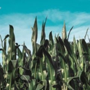Corn Growers State Bank - Real Estate Loans