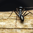 H & H Pest Services - Pest Control Equipment & Supplies