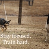 Promise Pastures Herding and Training Facility gallery