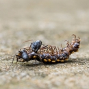 Azalea City Exterminating - Pest Control Equipment & Supplies