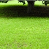 Forever Green Lawn & Landscaping gallery