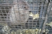 Trapper Ran Nuisance Wildlife - Bee Control & Removal Service