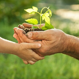 Langford Tree Service