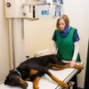 Indian Tree Animal Hospital gallery