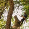 San Jose Tree Service & Landscaping gallery