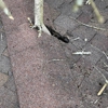 Cox's Tree Service gallery