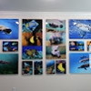 Underwater Photography Gallery gallery