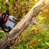 Professional Tree Care Crew gallery